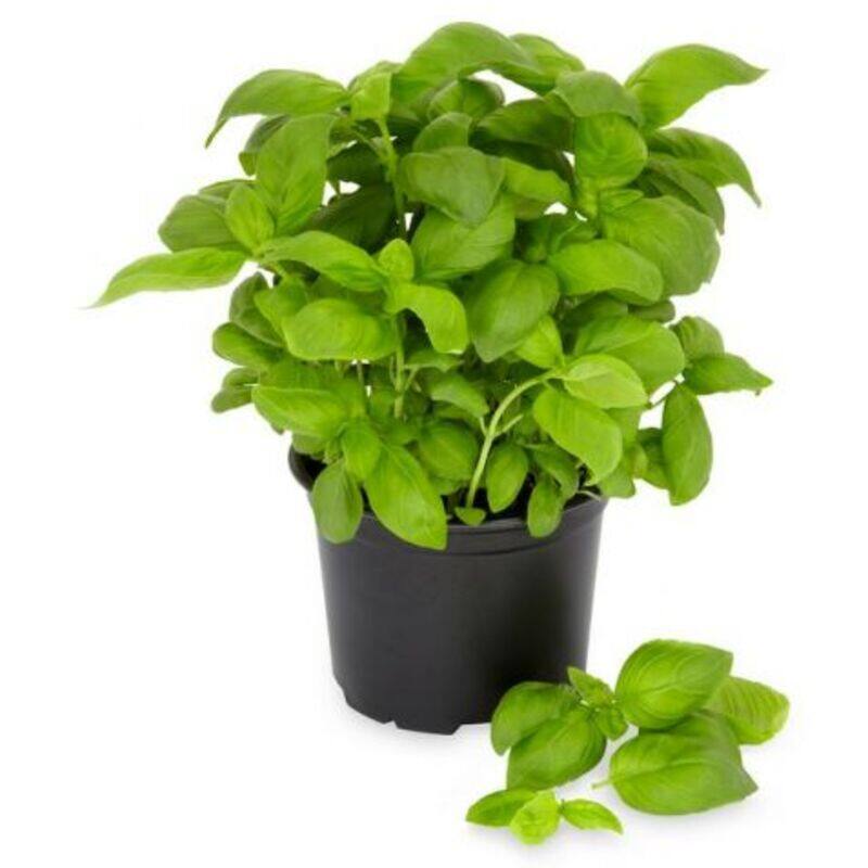 

Generic Basil Pot