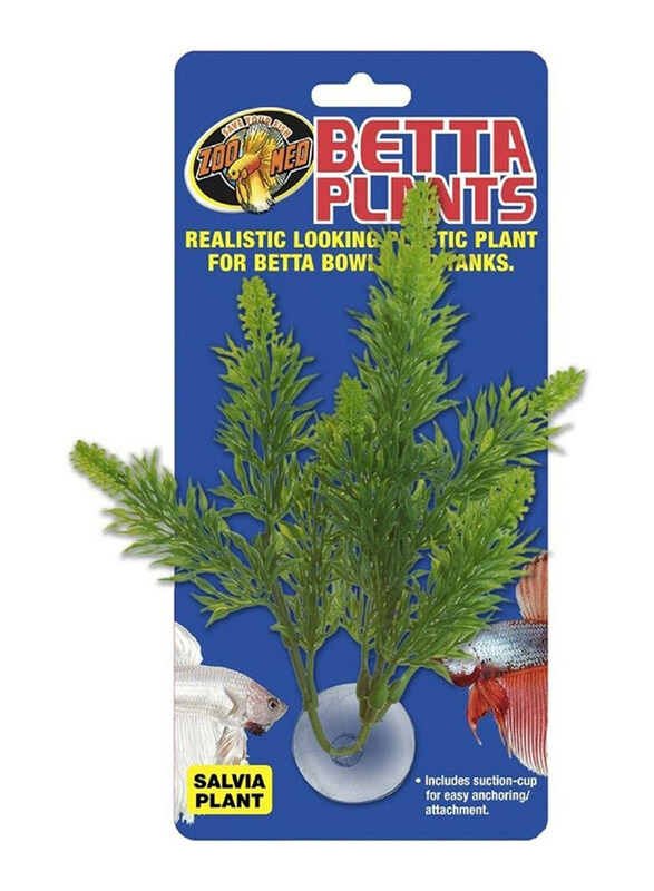 

Zoomed Betta Plant Salvia, Green