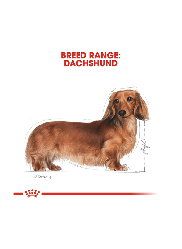 Royal Canin Breed Health Nutrition Dachshund Adult Wet Dog Food, 24 x 85g