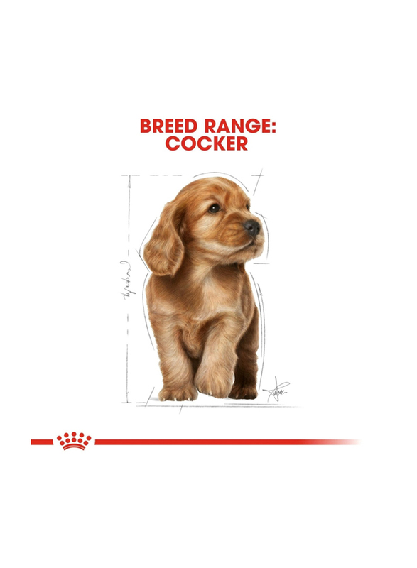 Royal Canin Breed Health Nutrition Cocker Dry Puppy Food, 3 Kg