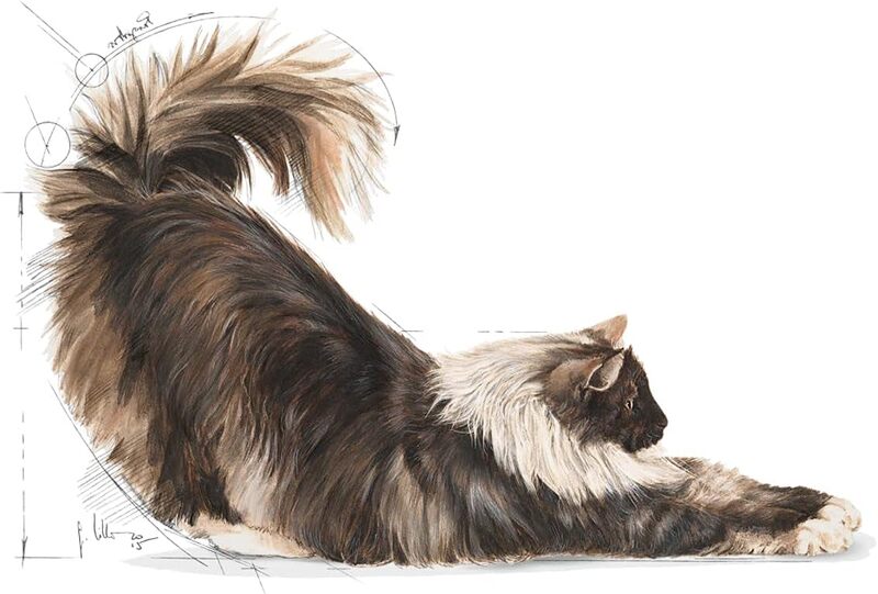 Feline Health Nutrition Indoor Long Hair 2 KG