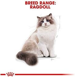 Royal Canin Feline Breed Nutrition Ragdoll Adult Cat Dry Food, 2 Kg