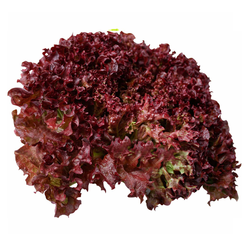 Lettuce Lollo Rosso UAE-Pack 200g