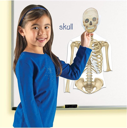Learning Resources Double-Sided Magnetic Human Body, Ages 5+