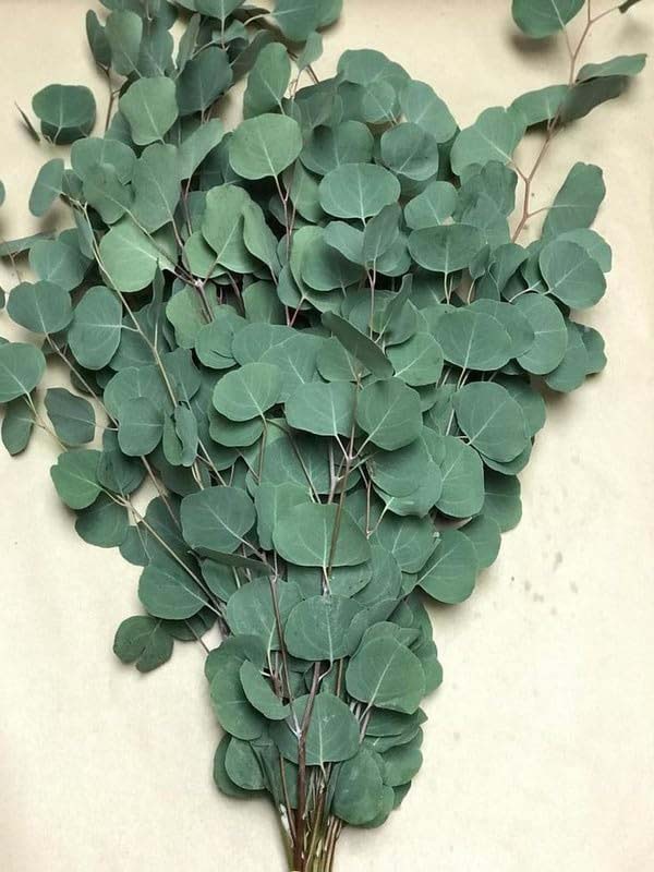 Real Dry Eucalyptus Leaf Stem Flower Bunch, Green