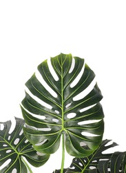 Nearly Natural Real Touch Artificial Monstera Plant, 100 x 100 x 140cm, Green/Brown