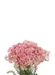 Real Dry Rice Flower with Stem, 60 x 60 x 80cm, Pink