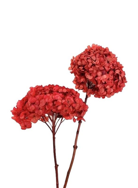 

Generic Real Dry Hydrenga Flower Big Bunch, 30 x 30 x 60cm, Red