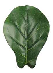 Nearly Natural Real Touch Artificial Fiddle Leaf, 80 x 80 x 180cm, Green/Brown