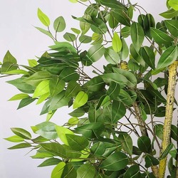 Nearly Natural Real Touch Artificial Ficus Tree, 90 x 90 x 200cm, Green/Brown