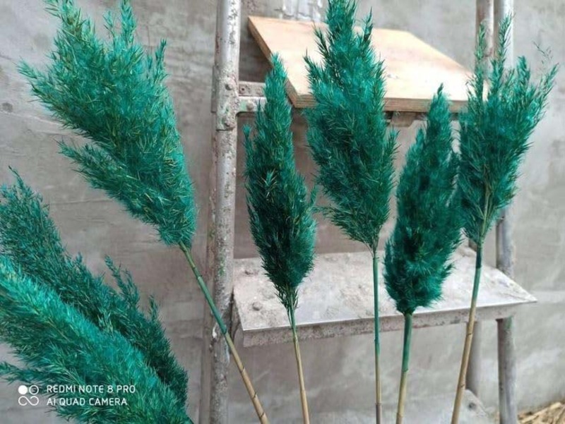 Real Dry Pampas Flower with Long Stem, 70 x 40 x 150cm, Green