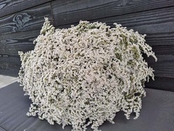 Real Dry Limonium Flower Bunch with Many Stem, 30 x 30 x 60cm, White