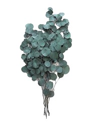 Real Dry Eucalyptus Leaf Stem Flower Bunch, Green