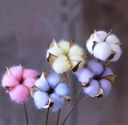 Dried Cotton Flowers for Weddings & Home Decorations, 5 Pieces, Light Blue