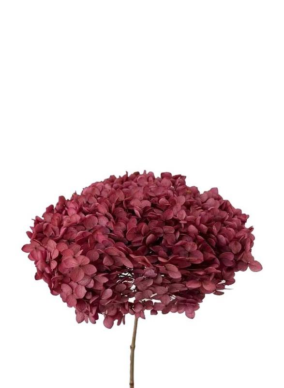 Real Dry Hydrenga Flower Big Bunch, 30 x 30 x 60cm, Dull Purple