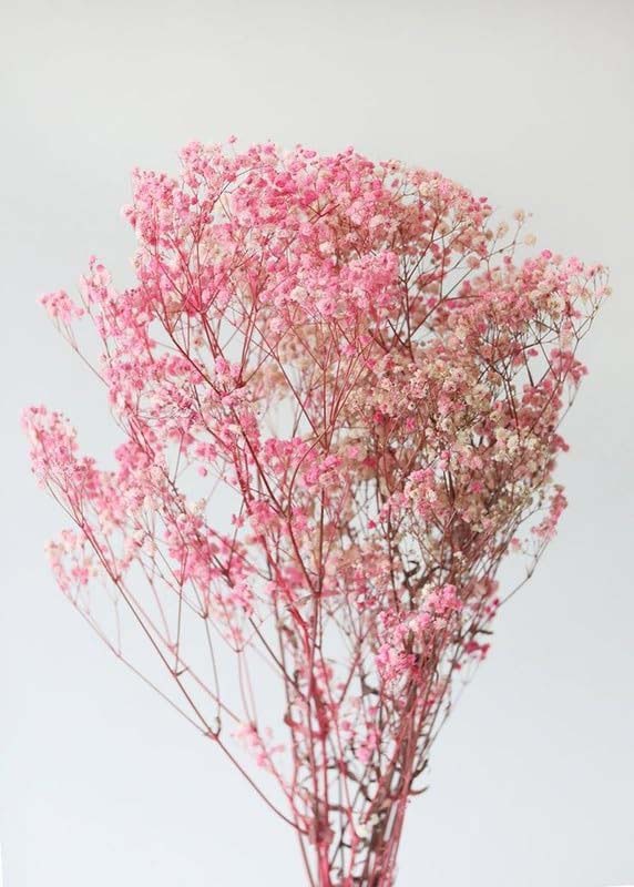 Real Dry Gypsophilia Flower Bunch, Pink