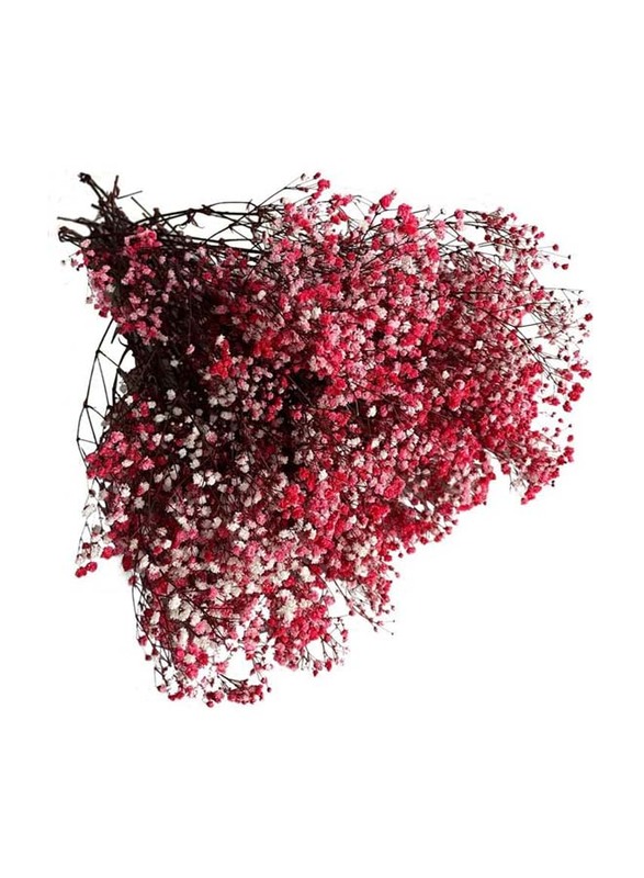 Real Dry Gypsophilia Flower Bunch, 50 x 50 x 80cm, Red