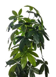 Nearly Natural Real Touch Artificial Pachira Aquatica Plant, 70 x 70 x 180cm, Green/Brown