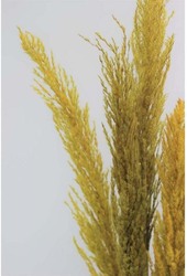 Real Dry Pampas Flower with Long Stem, 70 x 40 x 150cm, Yellow