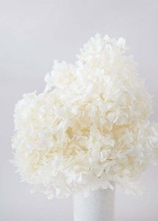 Real Dry Hydrenga Flower Big Bunch, 30 x 30 x 60cm, White