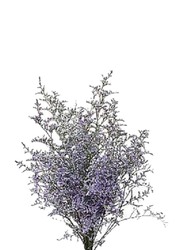 Caspia Dry Flower Sea Lavender, 70 x 70 x 80cm, Purple