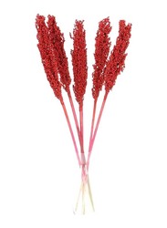 Real Dry Small Gypsum Flower with Stem, 50 x 50 x 60cm, Red