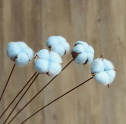 Dried Cotton Flowers for Weddings & Home Decorations, 5 Pieces, Light Blue