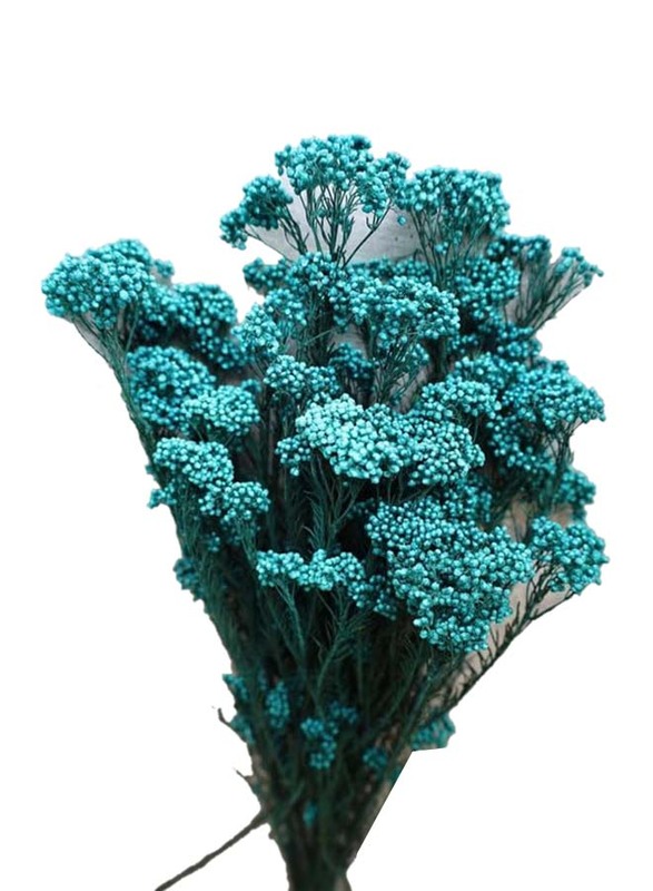 Real Dry Rice Flower with Stem, 60 x 60 x 80cm, Aqua Blue