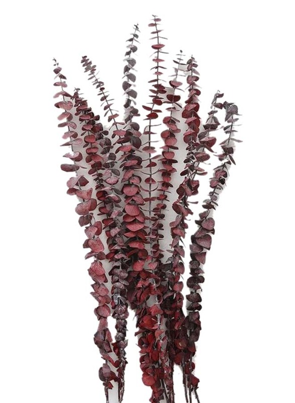 Real Dry Eucalyptus Leaf Stem Bushy Bunch Flower, 60 x 60 x 80cm, Red