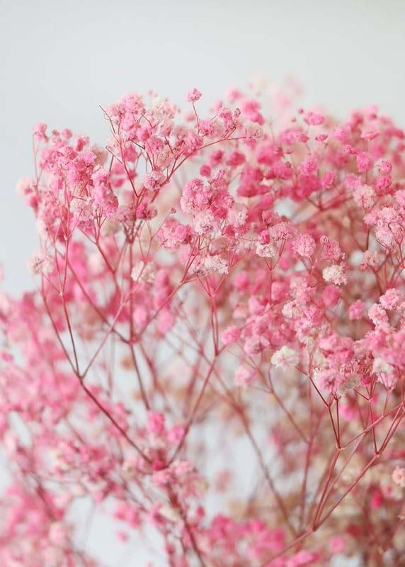 Real Dry Gypsophilia Flower Bunch, Pink