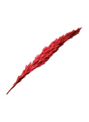 Beautiful Dried Pampas Stems for Weddings & Home Decorations, 5 Pieces, Red