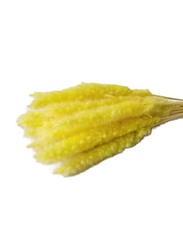 Beautiful Dried Pampas Stems for Weddings & Home Decorations, 5 Pieces, Yellow