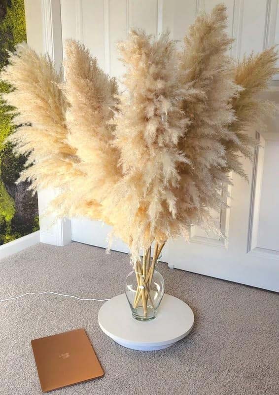 Real Dry Pampas Flower with Long Stem, 70 x 40 x 150cm, Natural