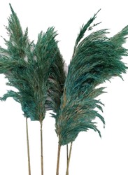 Real Dry Pampas Flower with Long Stem, 70 x 40 x 150cm, Green