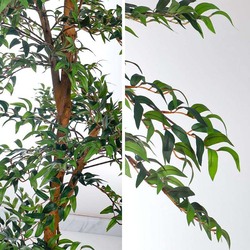 Nearly Natural Real Touch Artificial Ficus Tree, 100 x 100 x 200cm, Green/Brown