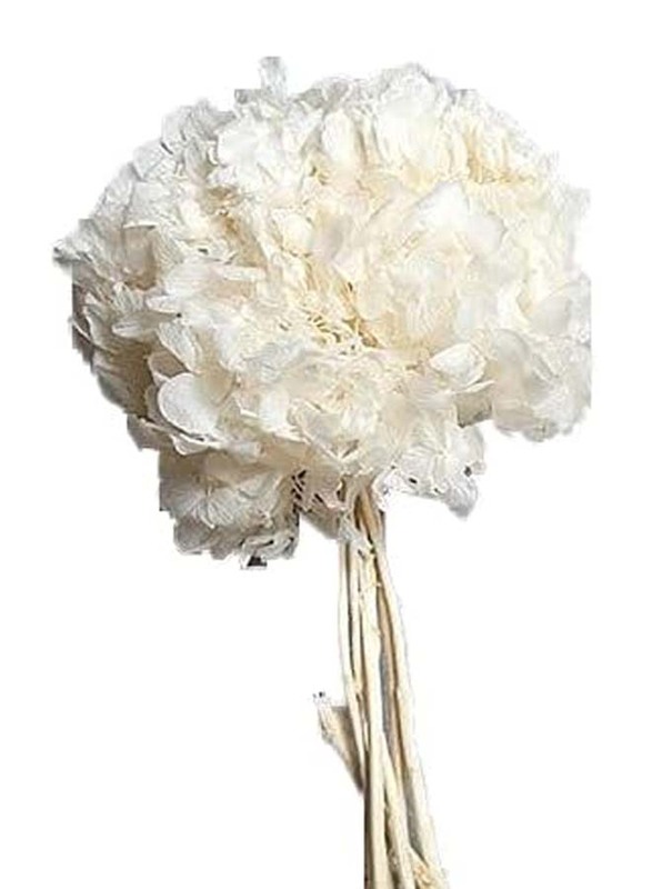 Real Dry Hydrenga Flower Big Bunch, 30 x 30 x 60cm, White