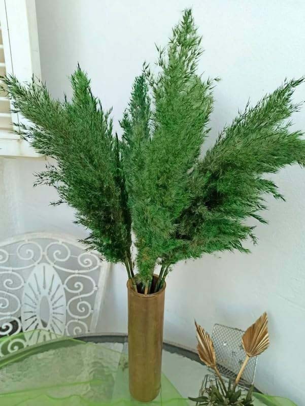 Real Dry Pampas Flower with Long Stem, 70 x 40 x 150cm, Green