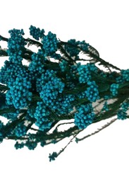 Real Dry Rice Flower With Stem, Aqua Blue