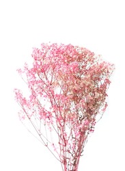 Real Dry Gypsophilia Flower Bunch, 50 x 50 x 80cm, Pink