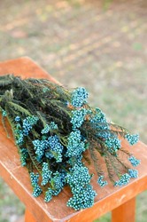 Real Dry Rice Flower With Stem, Aqua Blue