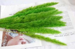 Beautiful Dried Pampas Stems for Weddings & Home Decorations, 5 Pieces, Dark Green