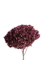 Real Dry Hydrenga Flower Big Bunch, 30 x 30 x 60cm, Dull Purple