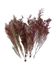 Dry Flower Sea Lavender, 70 x 70 x 80cm, Fuschia