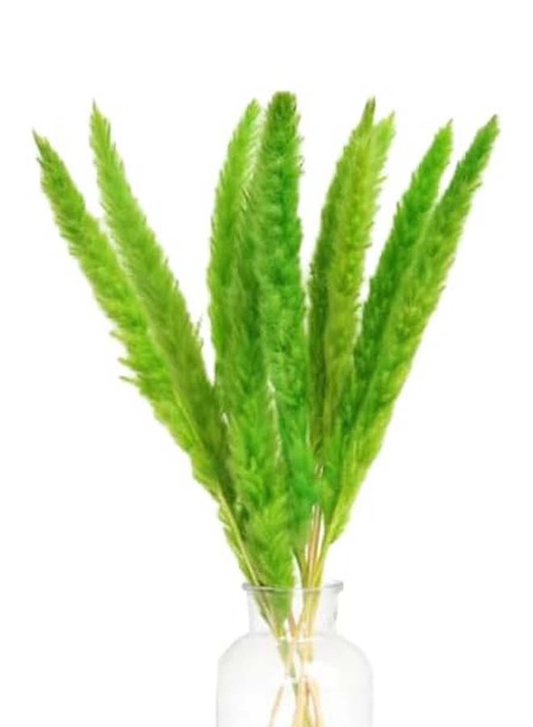 Beautiful Dried Pampas Stems for Weddings & Home Decorations, 5 Pieces, Dark Green