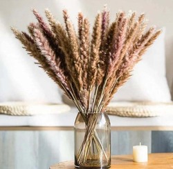 Beautiful Dried Pampas Stems for Weddings & Home Decorations, 5 Pieces, Brown