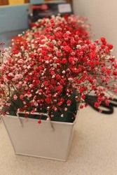 Real Dry Gypsophilia Flower Bunch, 50 x 50 x 80cm, Red