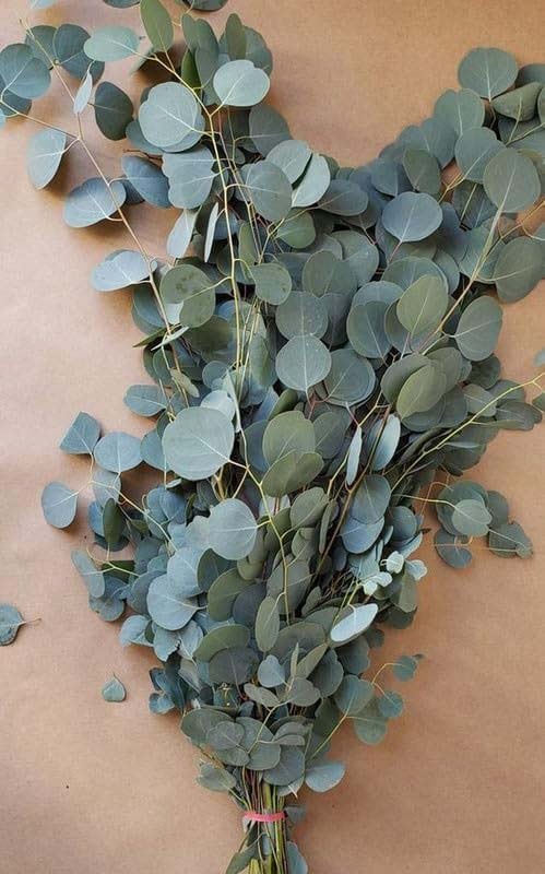 Real Dry Eucalyptus Leaf Stem Flower Bunch, Green