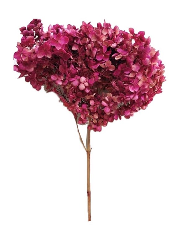 

Generic Real Dry Hydrenga Flower Big Bunch, 30 x 30 x 60cm, Dull Purple