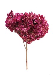 Real Dry Hydrenga Flower Big Bunch, Dull Purple