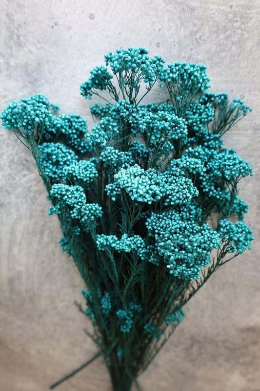 Real Dry Rice Flower With Stem, Aqua Blue